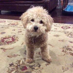 Meet your Posher, Hope